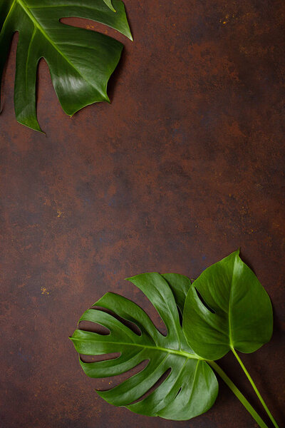 monstera leaf tropical plant on dark background