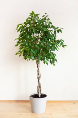 Uzun örülmüş gövdeli büyük yeşil ev bitkisi.