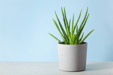 yeşil çiçekli sulu aloe vera