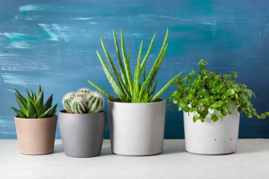 yeşil bitkiler kaktüs sulu aloe vera, gasteria duval, pilea depresisa, parodia warasii