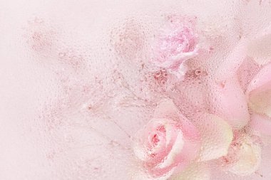 Su damlaları arkaplanlı güzel pembe gül çiçekleri.