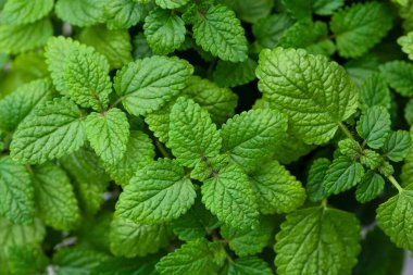 limon merhemi (melissa) bitki arkaplanı