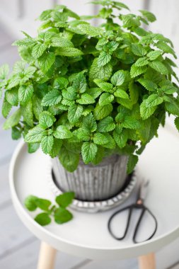 Balkondaki saksıda limon merhemi (melissa), şehir konteynır bahçesi konsepti