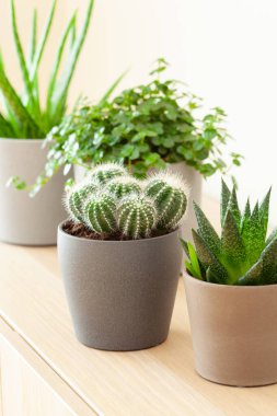 yeşil bitkiler kaktüs sulu aloe vera, gasteria duval, pilea depresisa, parodia warasii