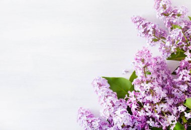 Beyaz arka planda güzel leylak çiçekleri