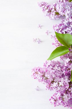 Beyaz arka planda güzel leylak çiçekleri