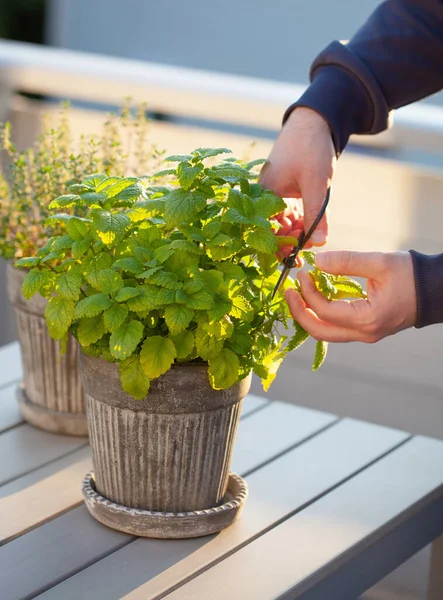 Tuinman Plukken Citroenmelisse Melissa Bloempot Balkon Stedelijk Container Kruidtuin Concept — Stockfoto