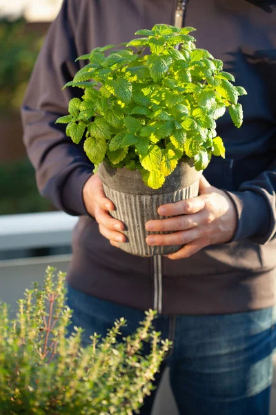 Tuinman Met Citroenmelisse Melissa Bloempot Balkon Stedelijk Container Kruidtuin Concept — Stockfoto