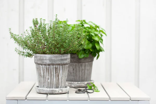 Zitronenmelisse Melisse Und Thymiankraut Blumentopf Auf Balkon Urbanes Containergartenkonzept — Stockfoto