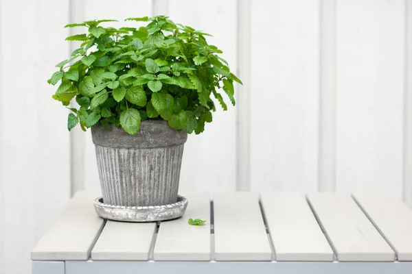 Zitronenmelisse Melisse Kräuter Blumentopf Auf Balkon Urbanes Containergartenkonzept — Stockfoto