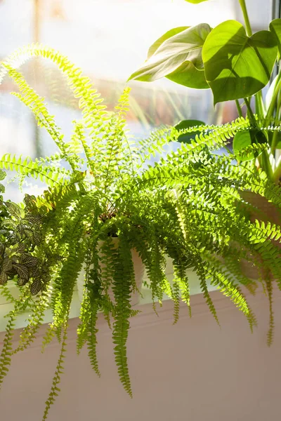 Grüne Zimmerpflanzen Fittonia Nephrolepis Und Monstera Weißen Blumentöpfen Fenster — Stockfoto