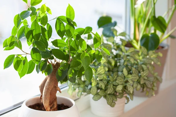 Zelené Rostliny Fittonia Monstera Fíkus Microcarpa Ženšen Bílých Květináčích Oknech — Stock fotografie