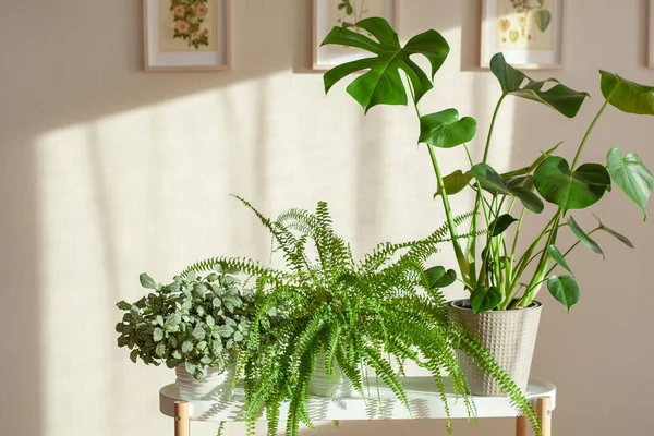 Grüne Zimmerpflanzen Fittonia Nephrolepis Und Monstera Weißen Blumentöpfen — Stockfoto