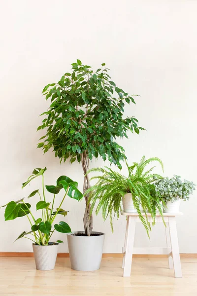 Rośliny Domowe Ficus Benjamina Fittonia Monstera Nefrolepis Doniczkach — Zdjęcie stockowe