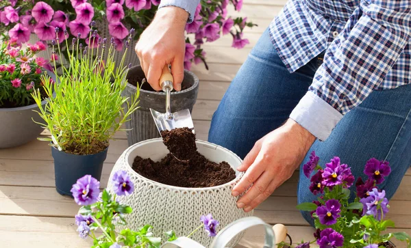 Man Trädgårdsmästare Plantering Pansy Lavendel Blommor Blomkruka Trädgården Terrass — Stockfoto