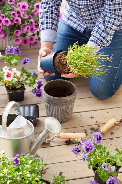 Man Trädgårdsmästare Plantering Pansy Lavendel Blommor Blomkruka Trädgården Terrass — Stockfoto