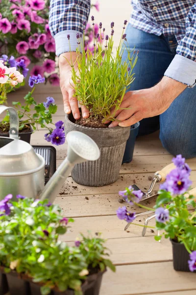 Uomo Giardiniere Semina Viscido Fiori Lavanda Vaso Fiori Giardino Sulla — Foto Stock