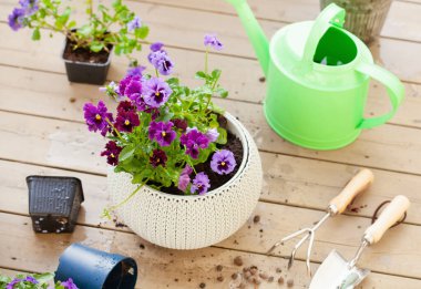 Bahçıvanlık, nonoşluk, lavanta çiçekleri, terastaki saksıda çiçek.