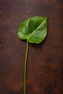 Koyu arkaplanda tropikal bitkiler