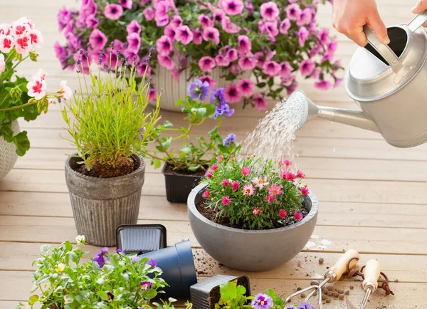 Man Trädgårdsmästare Vattna Dagliga Blommor Trädgården — Stockfoto