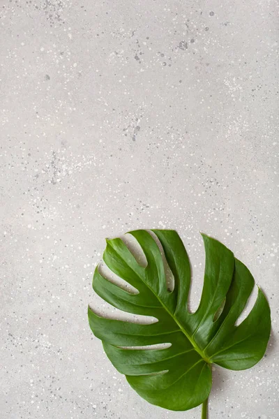 Feuille Monstère Plante Tropicale Sur Fond Gris — Photo