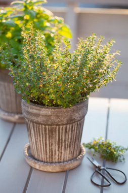 Balkonda saksıda kekik ve limon merhemi (melissa), konteynır bahçesi konsepti