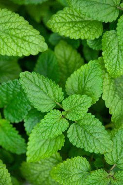 limon merhemi (melissa) bitki yaprağı yakın plan
