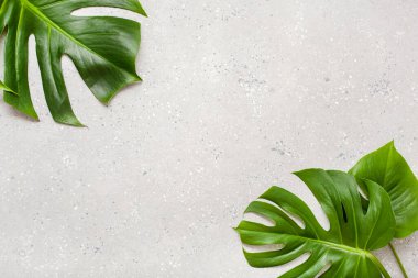 Gri arka planda tropikal bitki