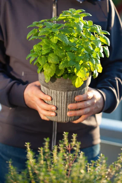 Tuinman Met Citroenmelisse Melissa Bloempot Balkon Stedelijk Container Kruidtuin Concept — Stockfoto