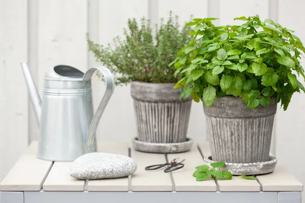 Zitronenmelisse Melisse Und Thymiankraut Blumentopf Auf Balkon Urbanes Containergartenkonzept — Stockfoto