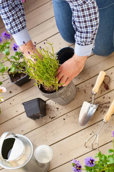 Hombre Jardinero Plantación Pansy Flores Lavanda Maceta Jardín Terraza — Foto de Stock