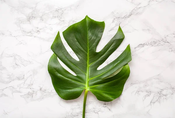 Feuille Monstère Plante Tropicale Sur Fond Marbre Gris — Photo