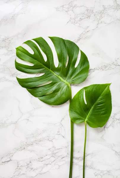 Monstera Blad Tropische Plant Grijze Marmeren Achtergrond — Stockfoto