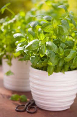 Bahçede taze fesleğen maydanozu ve naneli otlar