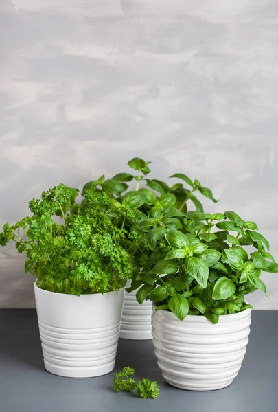 Fresh Basil Parsley Herb Flowerpot — Stock Photo, Image