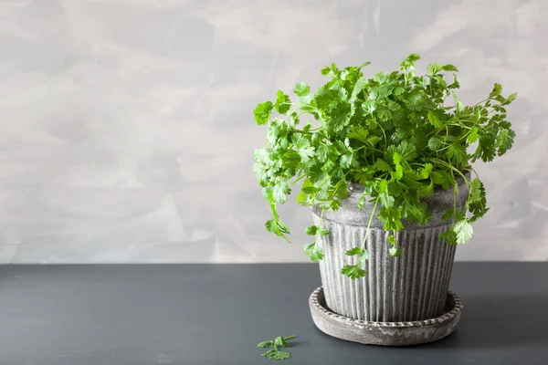 Hierba Cilantro Fresca Maceta — Foto de Stock