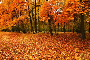 park'ın sonbahar ağaçlarda 