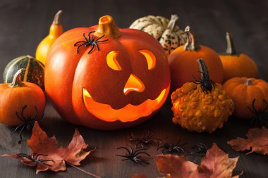 Halloween jack o fener kabak örümcekler 