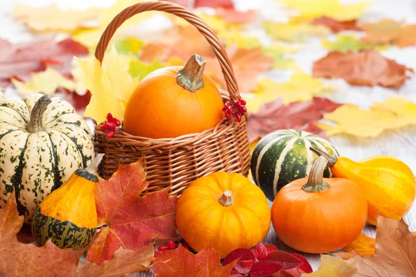 Zierkürbisse und Herbstblätter — Stockfoto