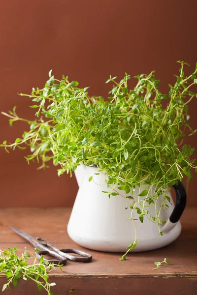 Čerstvý tymián byliny v smaltované hrnce — Stock fotografie