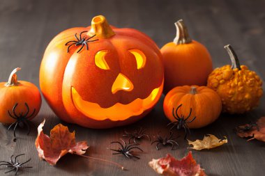Halloween jack o fener kabak örümcekler bırakır