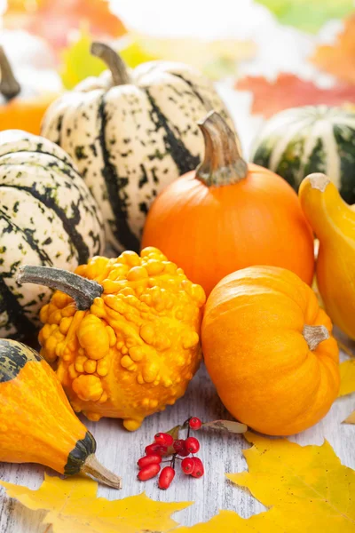 Abóboras decorativas e folhas de outono para halloween — Fotografia de Stock