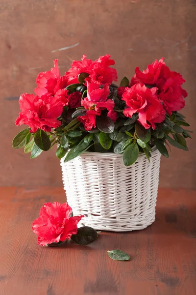 Belas flores azáleas vermelhas em cesta sobre fundo rústico — Fotografia de Stock