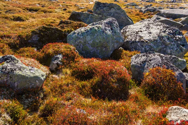 Herbst Hochlandpflanzen Hintergrund in Norwegen gamle strynefjellsve — Stockfoto