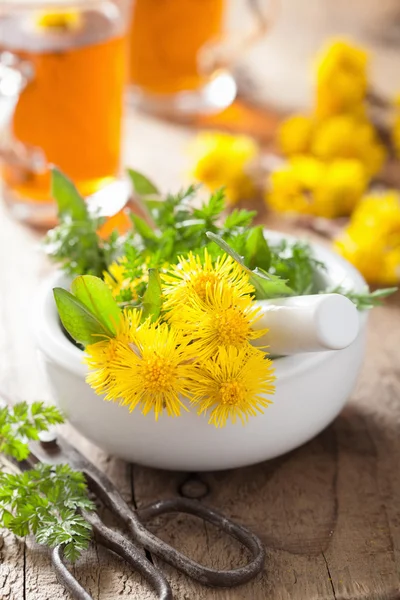 Coltsfoot flowers spring herbs in mortar and herbal tea — Stock Photo, Image