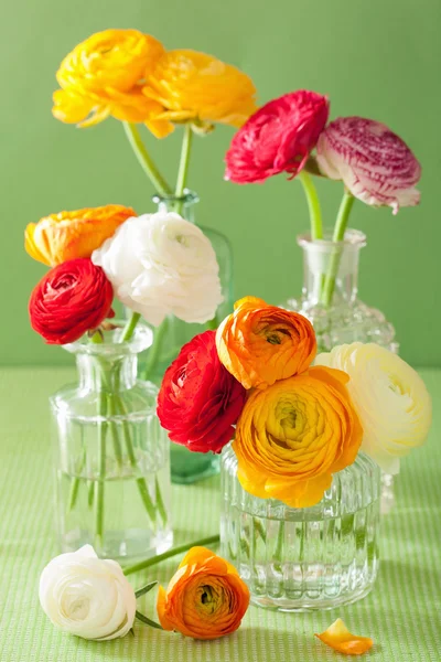 Flores de ranúnculo coloridas em vaso sobre fundo verde — Fotografia de Stock