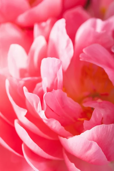 Růžová Pivoňka květ slunečnice makro pozadí — Stock fotografie
