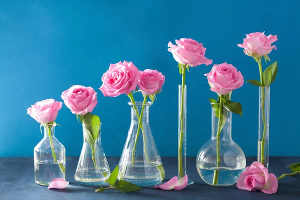 Rosa rosa rosa flores em frascos químicos sobre azul — Fotografia de Stock