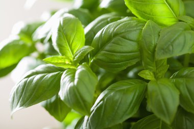 herb arka plan taze fesleğen yaprağı