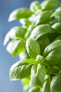 herb arka plan taze fesleğen yaprağı